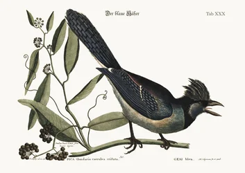 Der Blauhäher, 1749-73